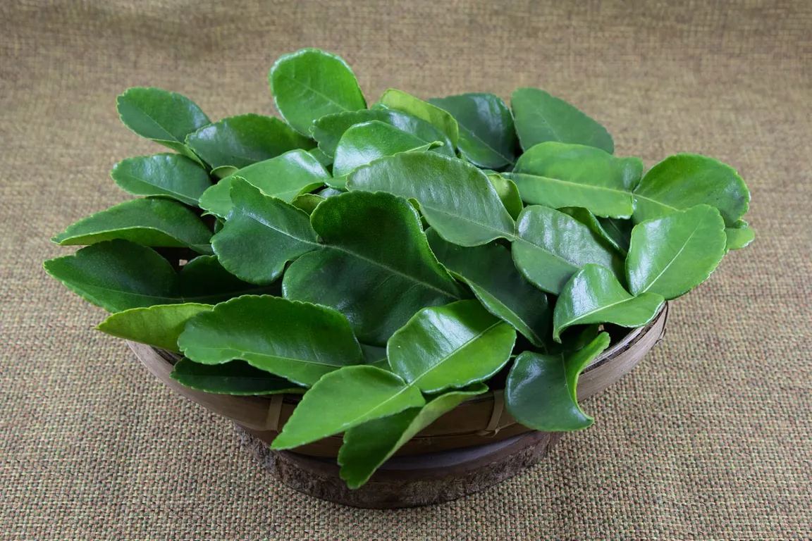 Les feuilles de combava du mardi – BAAN SUAN, restaurant thaï à Paris 9e